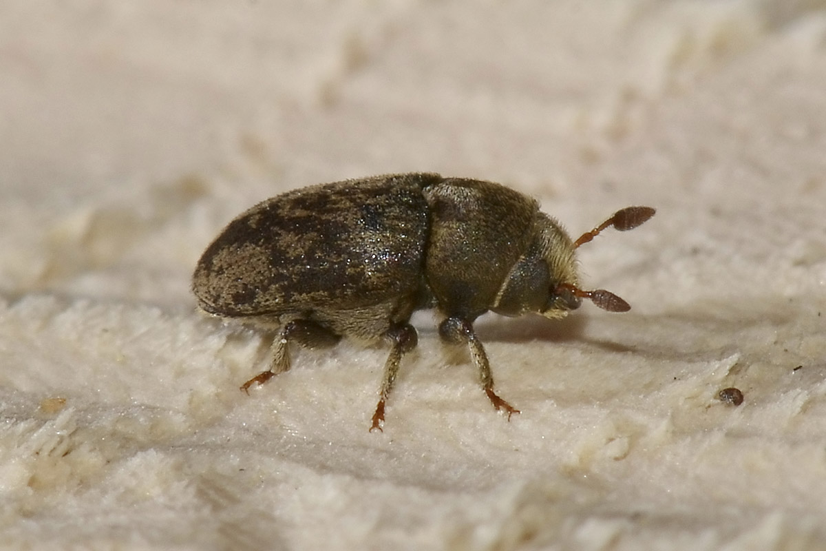 Hylesinus fraxini?